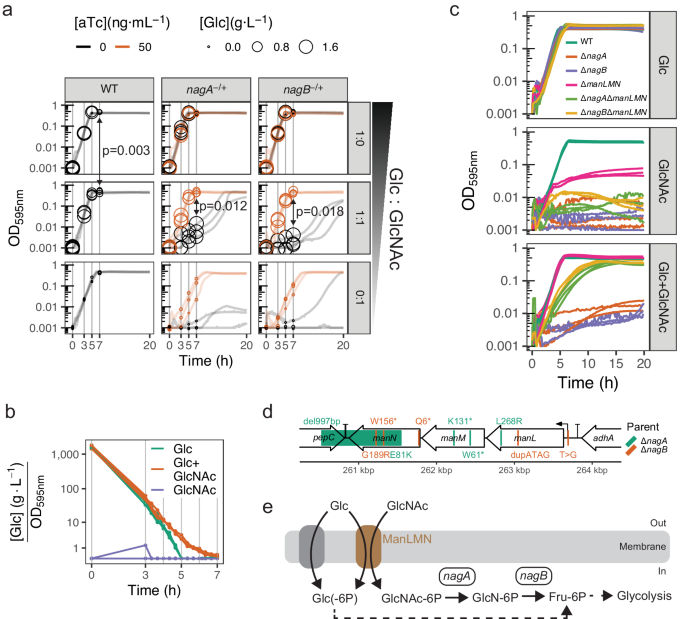 Fig. 2: N-acetylglucosamine (GlcNAc) catabolism genes nagA and nagB are essential on a sugar mix with glucose (Glc).