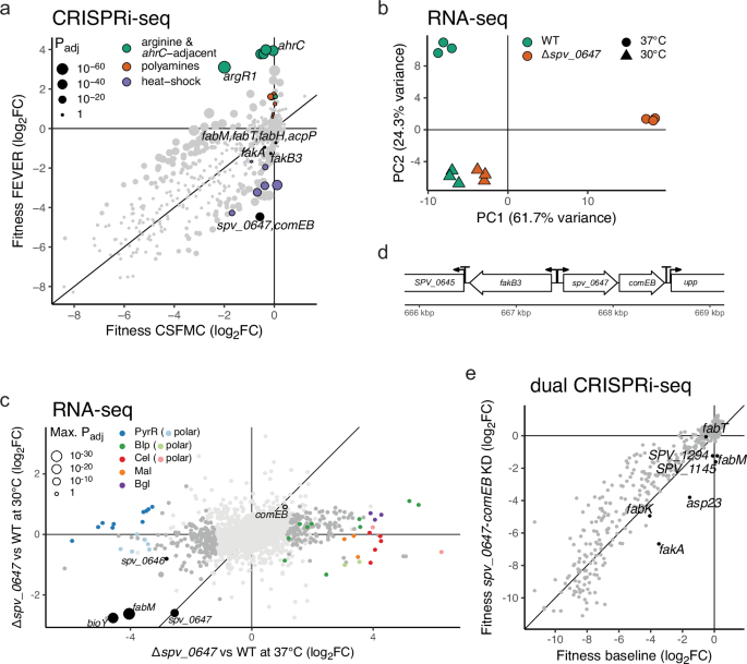 Fig. 3: spv_0647 is important during heat stress and functionally related to genes modulating fatty acid saturation levels.