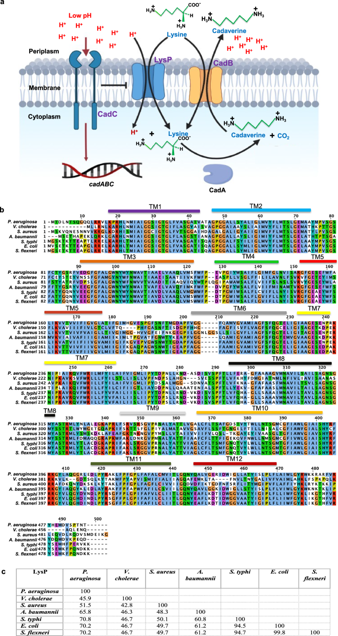 Fig. 1: Proposed L-lysine-specific transport mechanism and amino acid sequence analysis of LysP from different bacterial species.