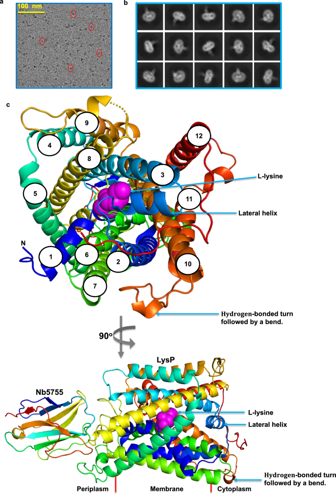 Fig. 3: Structure of LysP-Nb5755-L-lysine complex.