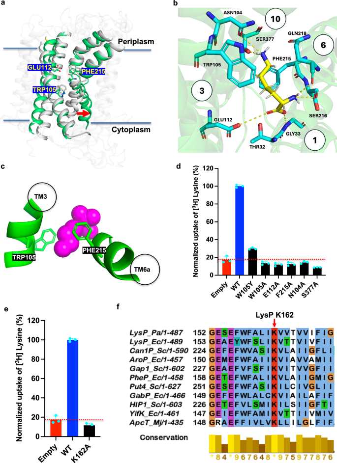Fig. 4: L-Lysine binding site of Pseudomonas aeruginosa LysP.