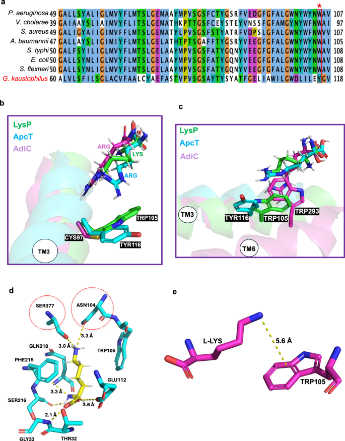 Fig. 5: Molecular basis of L-lysine selectivity by LysP.