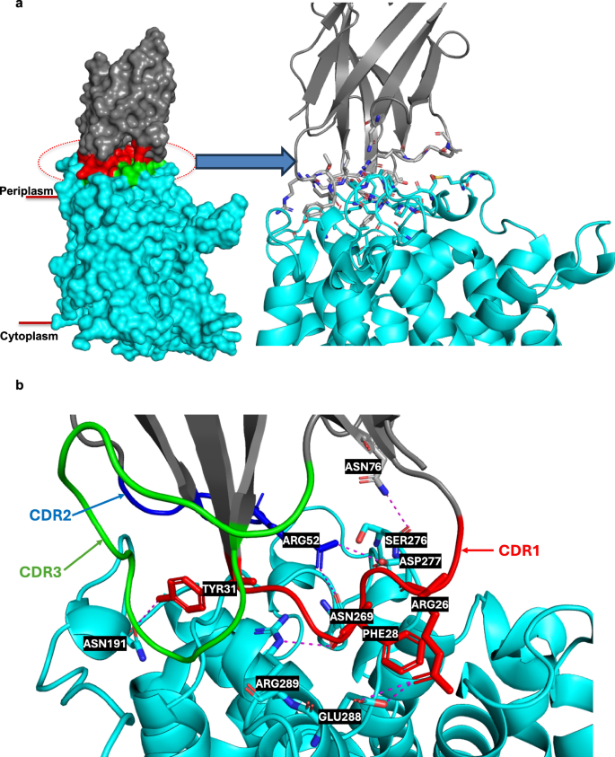 Fig. 6: The LysP-L-Lysine-Nb5755 interaction.