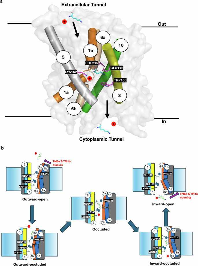 Fig. 7: Proposed mechanism of L-lysine transport by LysP.