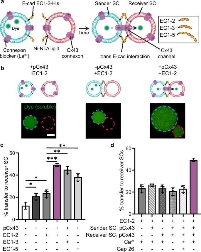 Fig. 1: Adhesion-mediated assembly of Cx43 channels between SCs.