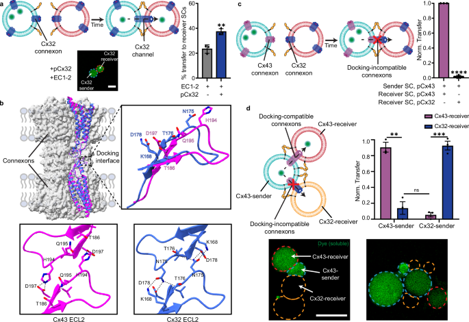 Fig. 2: Pairing of orthogonal connexin channels between SCs.