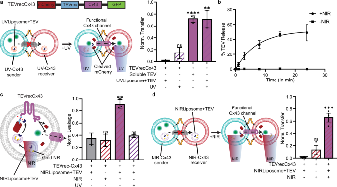 Fig. 3: Light-activated assembly of Cx43 channels between SCs.