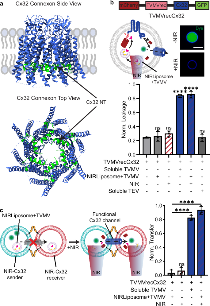 Fig. 4: NIR-activated assembly of Cx32 channels between SCs.