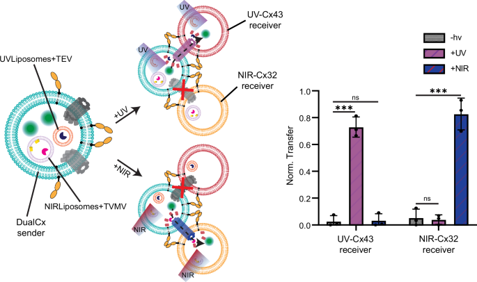 Fig. 5: User-controlled communication network formation with a dual connexin-expressing SC.