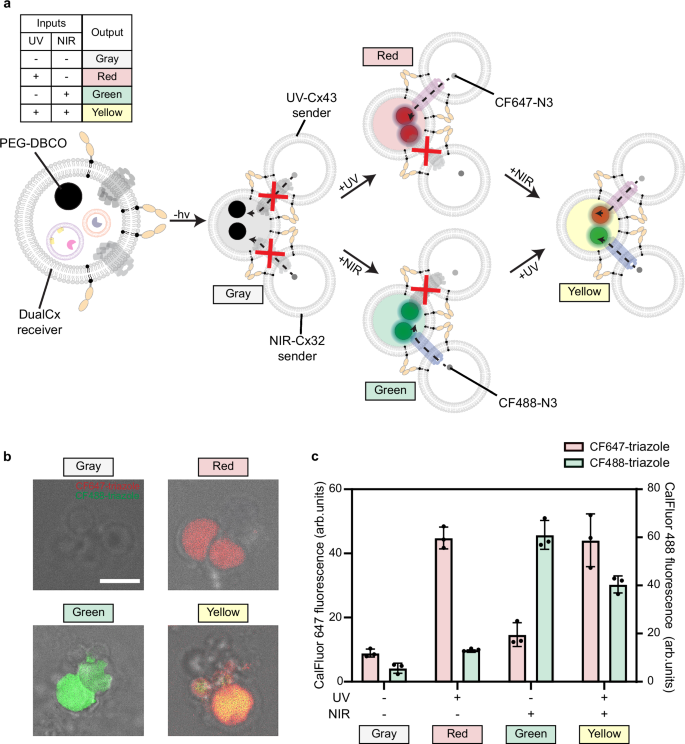 Fig. 6: User-controlled production of different chemical outputs in dual connexin-expressing SCs.