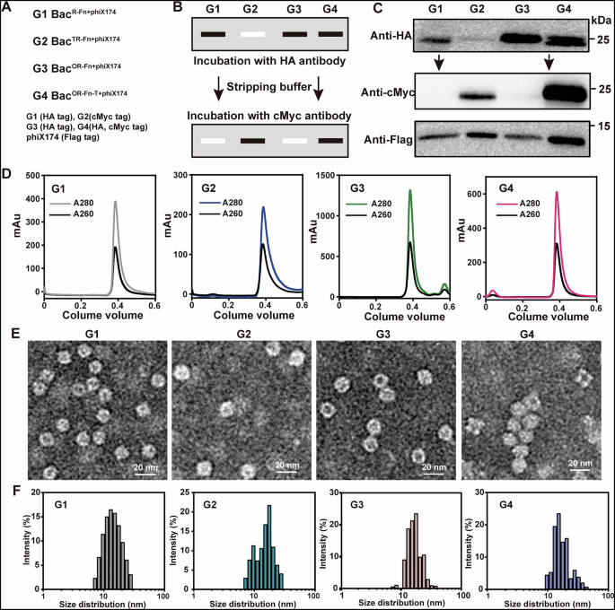 Fig. 2: Construction and characterization of the BacOR-Fn-T+phiX174 oral vaccine system.