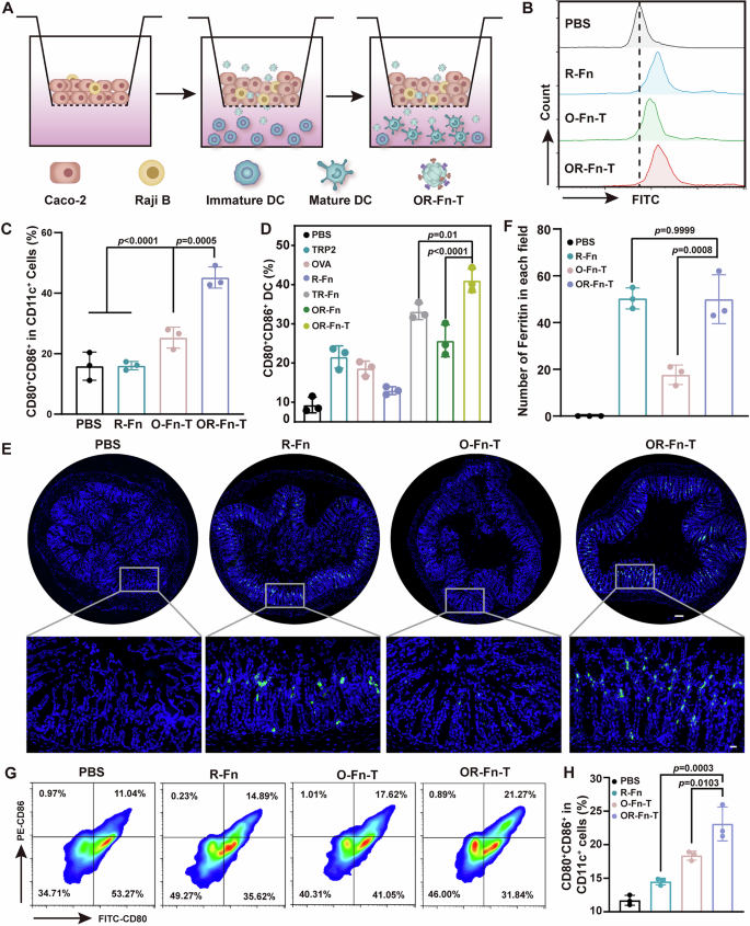 Fig. 4: BacOR-Fn-T+phiX174 delivers OR-Fn-T across the intestinal barrier and activates mucosal dendritic cells.