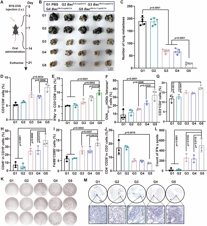 Fig. 5: Therapeutic effects of BacOR-Fn-T+phiX174 in a lung metastatic melanoma model.
