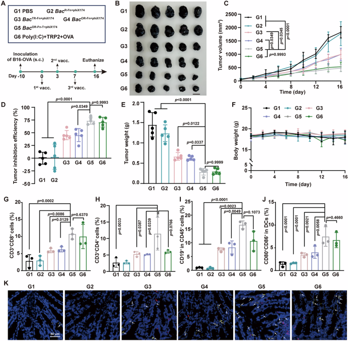 Fig. 6: Antitumor efficacy of BacOR-Fn-T+phiX174 oral vaccine in a subcutaneous melanoma model.