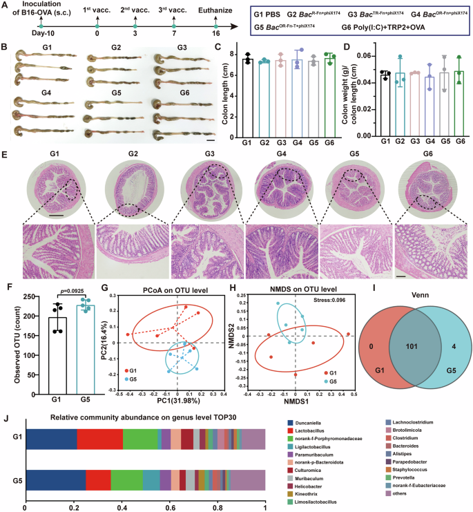 Fig. 7: Mucosal safety evaluation of BacOR-Fn-T+phiX174 oral vaccine.