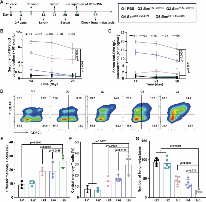 Fig. 8: Humoral and memory immune responses induced by BacOR-Fn-T+phiX174 oral vaccination.