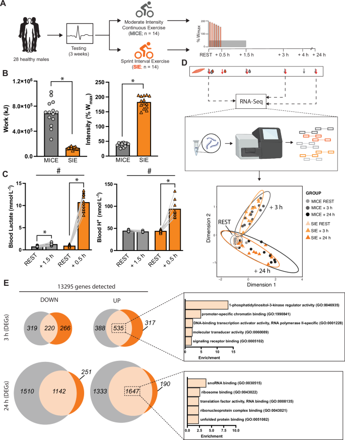Fig. 1: Schematic of the experimental exercise session design and exercise characteristics.