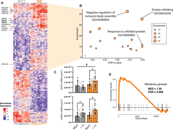 Fig. 2: Transcriptomic divergence in the early recovery of MICE and SIE.