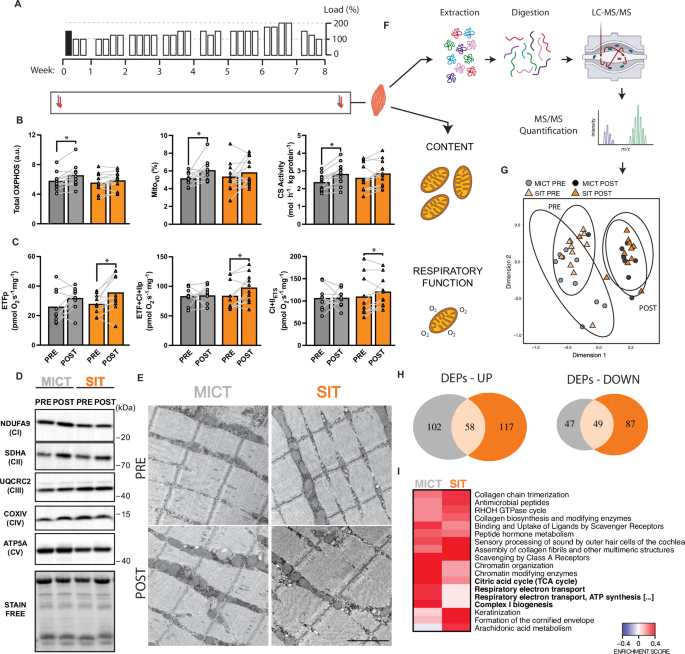 Fig. 5: Skeletal muscle proteome remodelling differs following MICT and SIT.