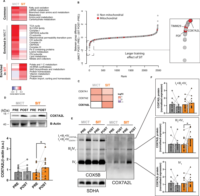 Fig. 6: Mitochondrial-specific proteome remodelling reveals divergent supercomplex remodelling driven by COX7A2L protein.