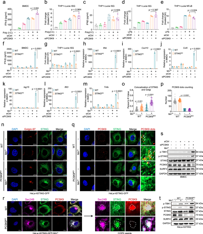 Fig. 2: siPCSK9 boosts Type I interferon secretion in a cGAS-STING-dependent manner.