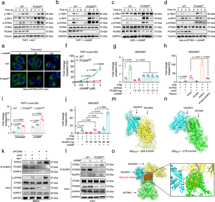 Fig. 3: PCSK9 limits anterograde STING trafficking by competing with the cargo receptor SURF4.