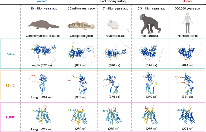 Fig. 7: Evolutionarily conserved structures of SURF4, STING, and PCSK9 across species.