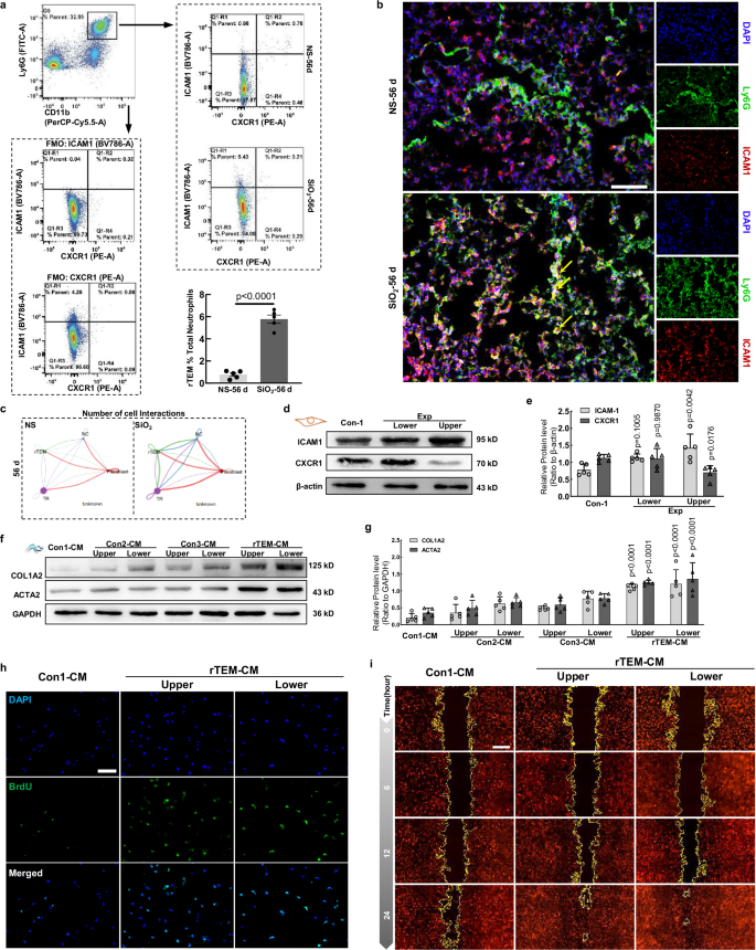 Fig. 2: rTEM neutrophils mediate fibroblast activation, proliferation, and migration.