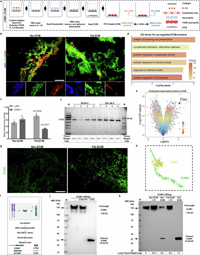 Fig. 4: ECM-accumulated CTSC cleaves ICAM1 into a soluble form.