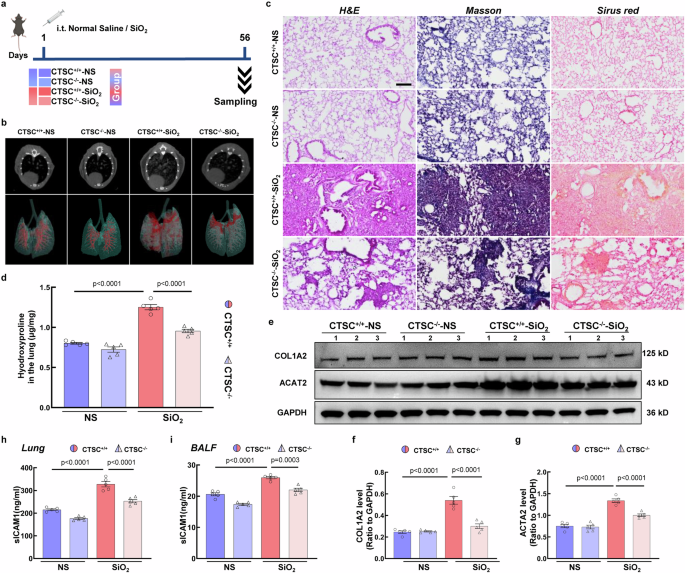 Fig. 5: Genetic deletion of CTSC alleviates pulmonary fibrosis and ICAM1 cleavage in vivo.