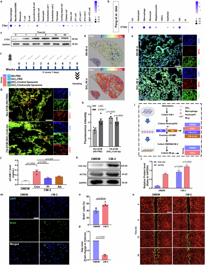Fig. 6: Macrophage-derived CTSC in ECM promotes pulmonary fibrosis via ICAM1 hydrolysis.