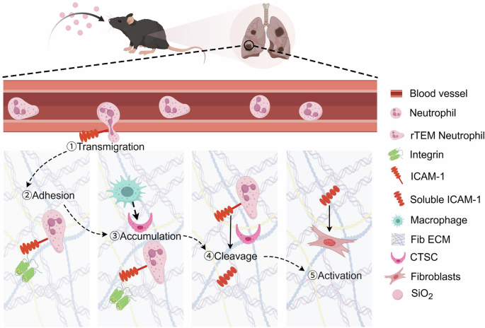 Fig. 8: Proposed mechanism of rTEM neutrophils in pulmonary fibrosis.