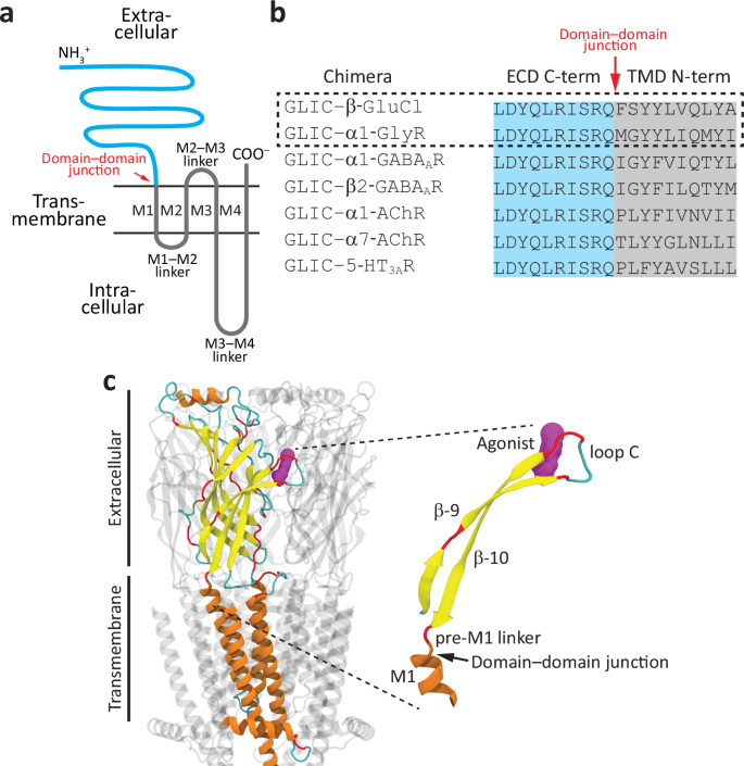 Fig. 1: Activating the pore of animal Cys-loop receptors with protons.
