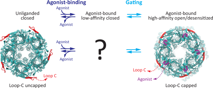 Fig. 2: The capping of loop C in homomeric Cys-loop receptors.