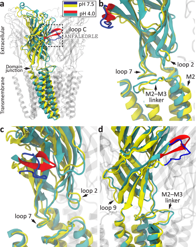 Fig. 3: Structural rearrangements upon proton binding and gating in GLIC.