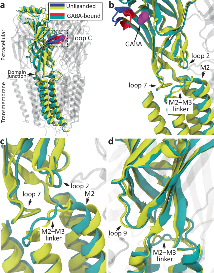 Fig. 4: Structural rearrangements upon GABA binding and gating in a heteromeric GABAAR.