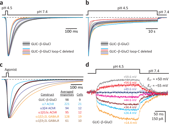 Fig. 5: Agonist-driven gating of β-GluCl’s pore does not require the capping of loop C.