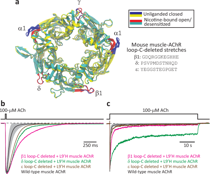 Fig. 7: Macroscopic currents from the muscle AChR lacking allosteric loops C.