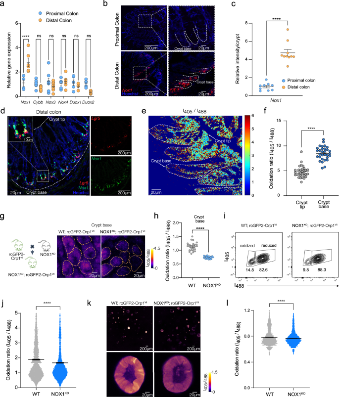 Fig. 1: NOX1 controls cytosolic redox status in crypt base in the distal colon.