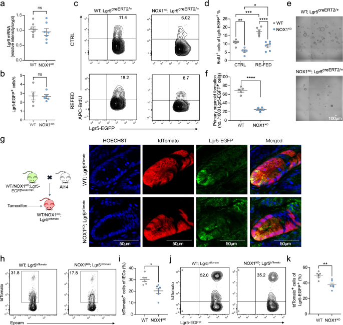 Fig. 3: The cell-intrinsic function of NOX1 regulates ISC self-renewal and cell fate in the distal colon.