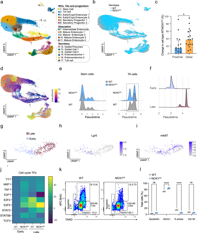 Fig. 4: Functional NOX1 regulates cell cycle entry in distal colonic ISCs and transient amplifying cells.
