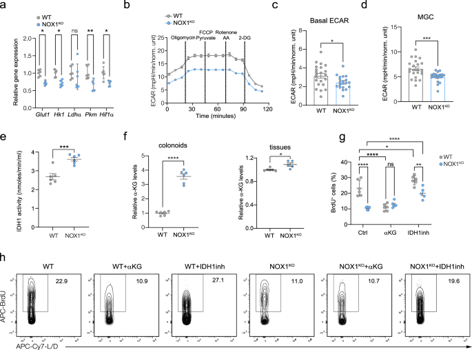 Fig. 5: Loss of functional NOX1 leads to rewiring of ISC metabolism through regulation of IDH1 enzyme activity.