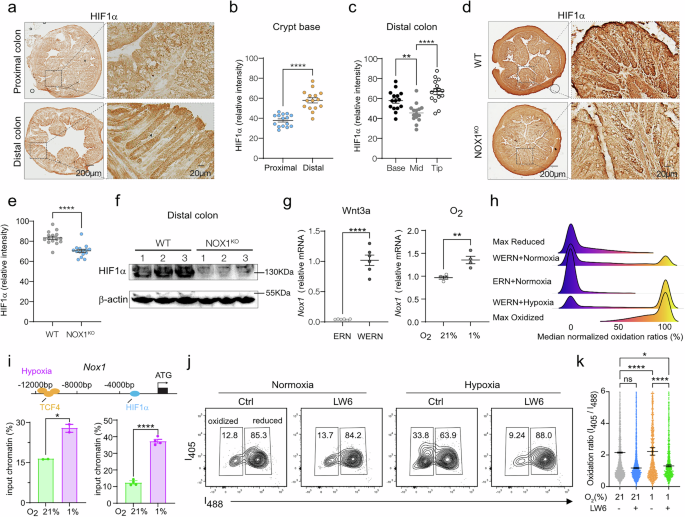 Fig. 6: The oxygen environment of the distal colonic basal crypt niche regulates NOX1 expression and function via HIF1α signaling.