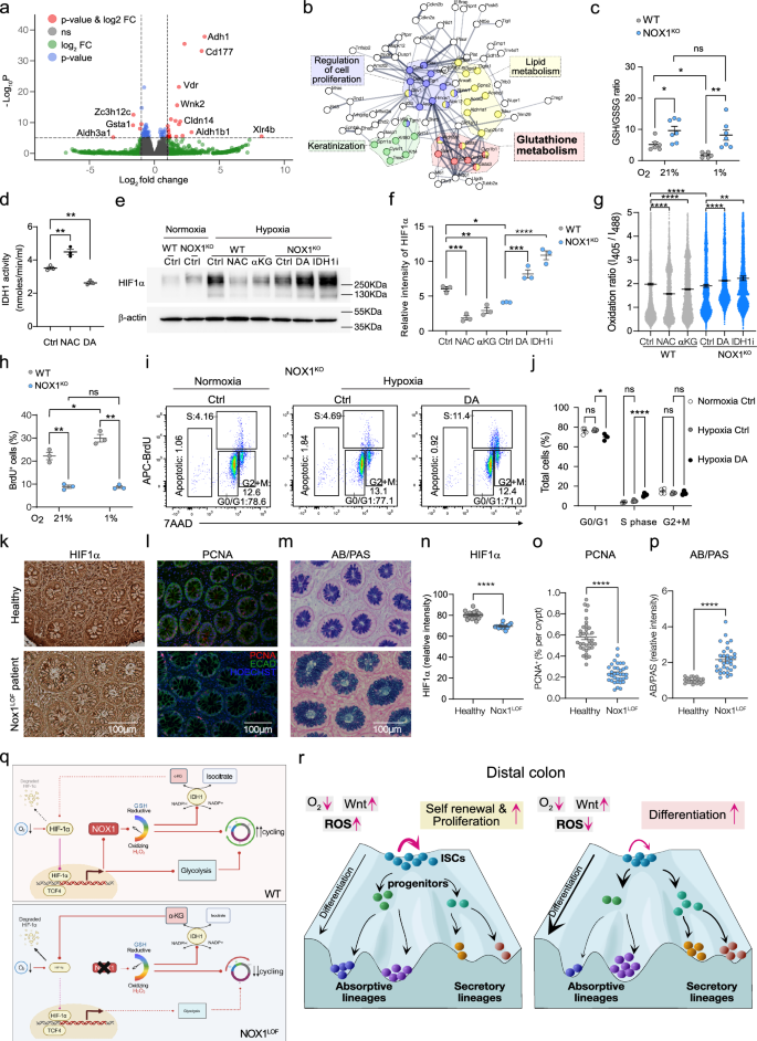 Fig. 7: Cellular redox balance orchestrates metabolic status and niche factors to control ISC cell fate.