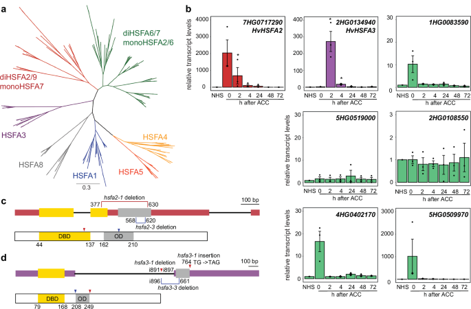 Fig. 2: Barley orthologs of memory HSF.