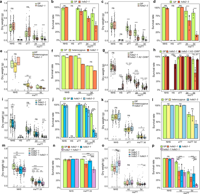 Fig. 3: HvHSFA2 and HvHSFA3 are required for HS memory.