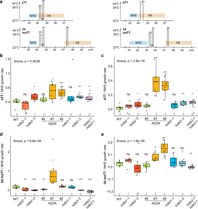 Fig. 4: Effects of HSFA2 and HSFA3 mutations and constitutive expression on leaf growth after HS.