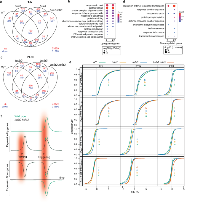 Fig. 6: HSFA2 and HSFA3 are required for full expression after recurrent HS (PT).