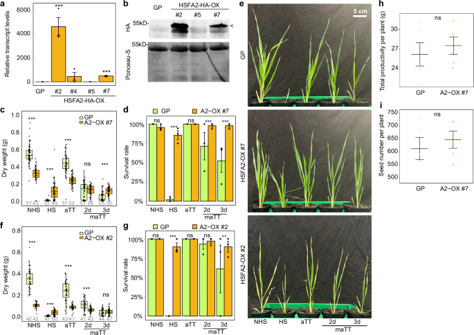 Fig. 7: Overexpression of HvHSFA2 enhances HS tolerance.