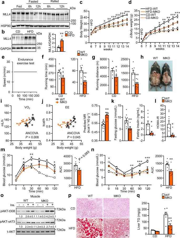 Fig. 1: Muscle-specific deletion of MLL4 protects against high-fat diet-induced obesity and improves systemic glucose homeostasis despite reducing exercise endurance.